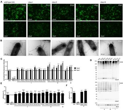 Characterization of Highly Mucus-Adherent Non-GMO Derivatives of Lacticaseibacillus rhamnosus GG